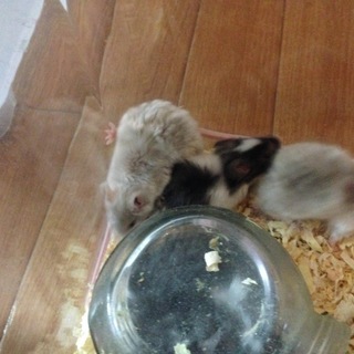 里親さん募集☺︎