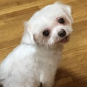 家族ができました。