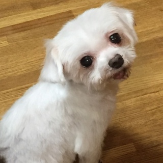家族ができました。
