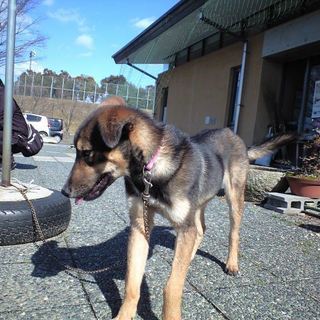 おさる顔のモンちゃんです