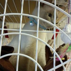 つばさ君は目の色と同じブルーの首輪