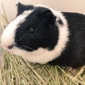 可愛いモルモットの里親様募集
