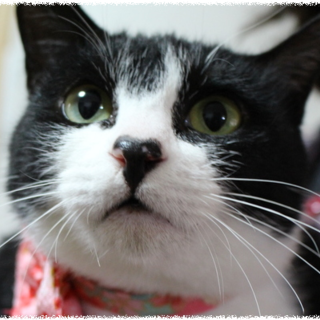 ホントに可愛いのは、なれなれのおとな猫！！