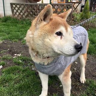 穏やかな柴犬の男の子クリ坊