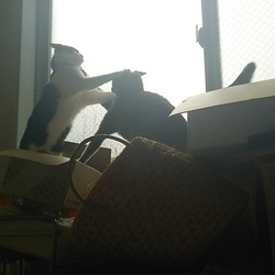 猫の日(=^・・^=)