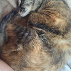 「猫の日(=^・・^=)」サムネイル2