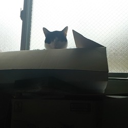 「猫の日(=^・・^=)」サムネイル3