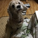 里親決まりました！ありがとうございました！