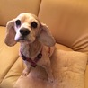 里親決まりました！ありがとうございました！ サムネイル4