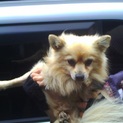 ポメラニアン♂5歳お散歩大好き元気な子♪