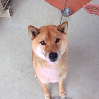 柴おす＊ きちえもん＊