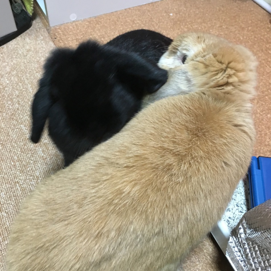 てんちゃんのカバー写真