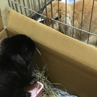 ぽんちゃん