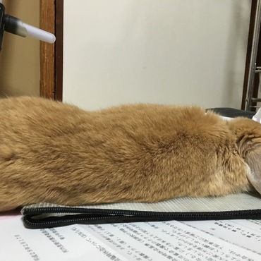 ごちゃごちゃしたプリントや袋の上で伸びまくり。