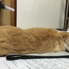 ごちゃごちゃしたプリントや袋の上で伸びまくり。