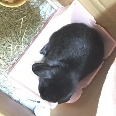 注文したケージ早く来い来い