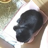 注文したケージ早く来い来い