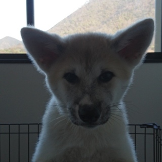 引っ越しのため急募！可愛いこです。