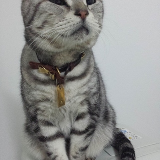 里親さん募集です。猫ちゃん♀です