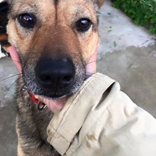 人にはとびきり従順な中型MIX権兵衛