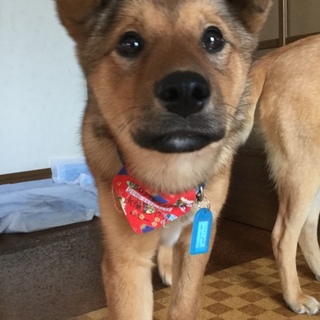 ありがとうございました