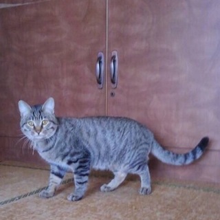 可愛いキジトラ君♬