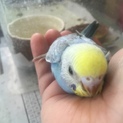 セキセイインコ ひな