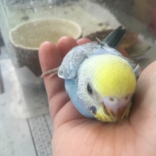 セキセイインコ ひな