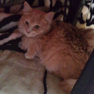 【募集一時停止致します】ふわふわ可愛い茶トラ君♬