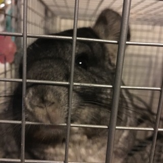 新しい飼い主様が決まりました