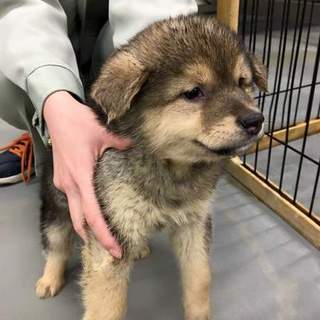 フワモコハスキーMIX？ハス江ちゃん