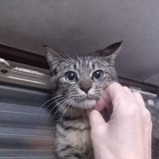 キジネコ三兄妹の里親募集中❗