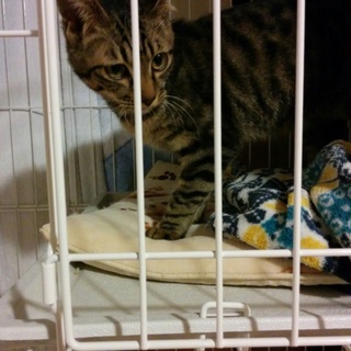 キジネコ三兄妹の里親募集中❗