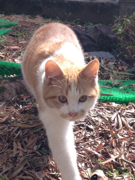 急募！茶トラの兄弟。急いでいます。 サムネイル1