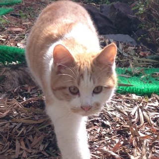 急募！茶トラの兄弟。急いでいます。