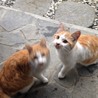 急募！茶トラの兄弟。急いでいます。 サムネイル3