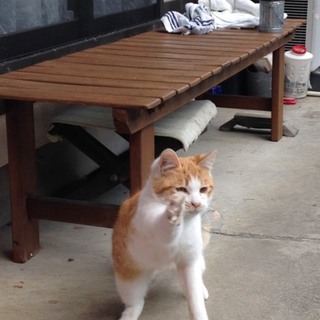 急募！茶トラの兄弟。急いでいます。