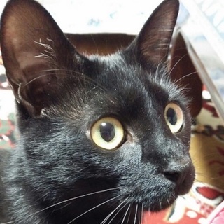 とても可愛い♪　チョッちゃん