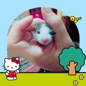 ファンシーラットダンボラットBABY