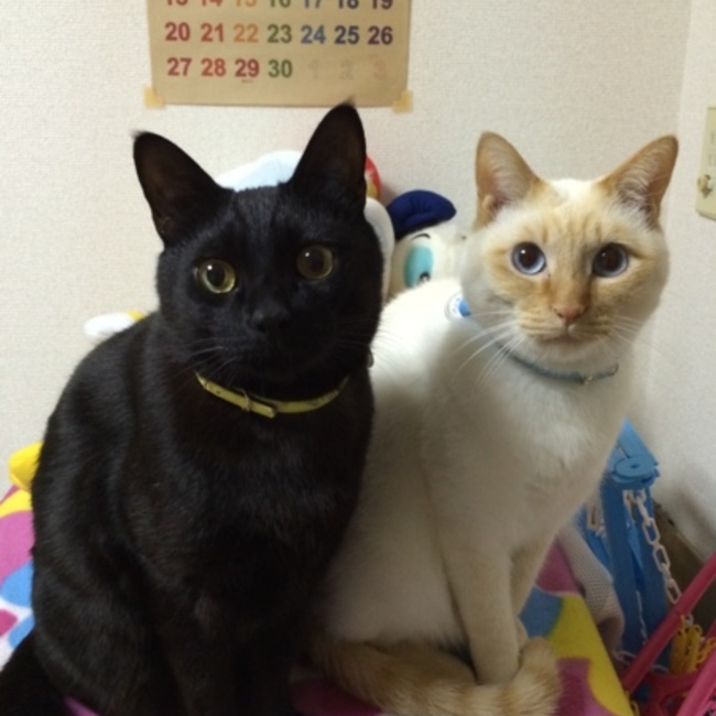 いっちゃん2010314のカバー写真