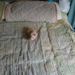 「ベッドにて」サムネイル2