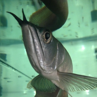 ご応募ありがとうございました！