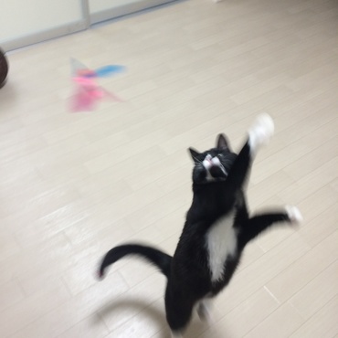 アタックニャンバーワン！！