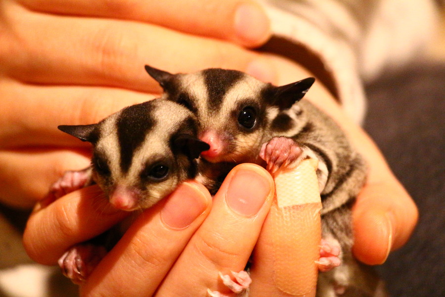 フクモモベビーです⭐️ サムネイル1