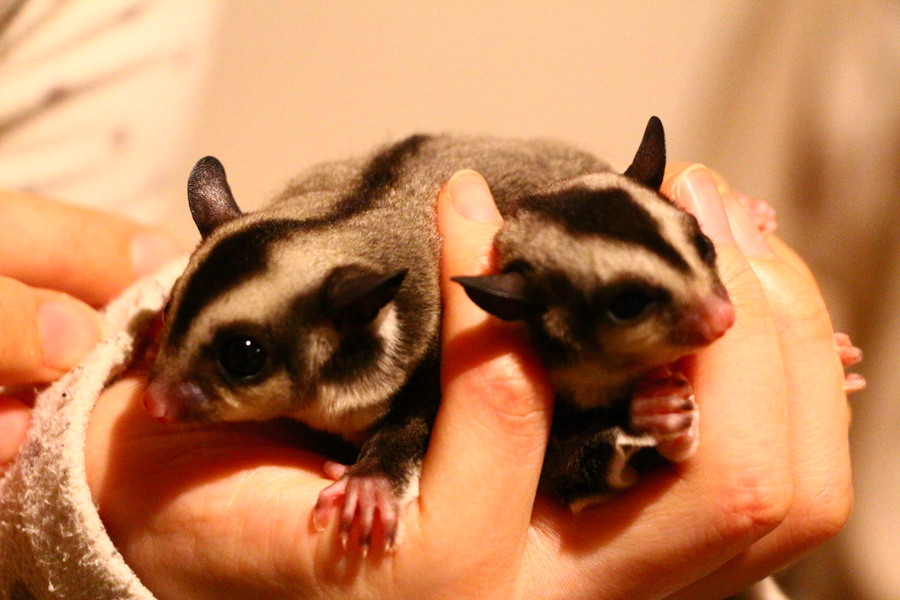 フクモモベビーです⭐️ サムネイル2