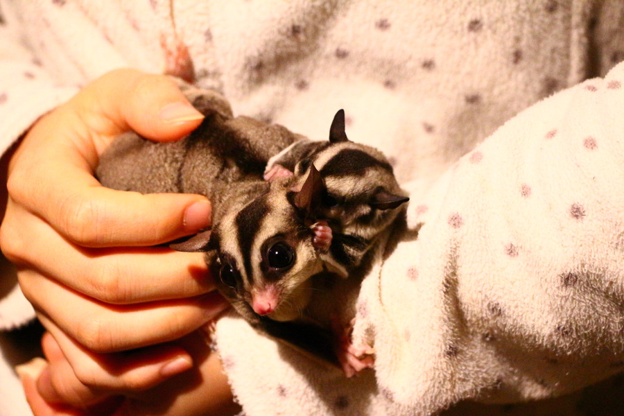 フクモモベビーです⭐️ サムネイル3