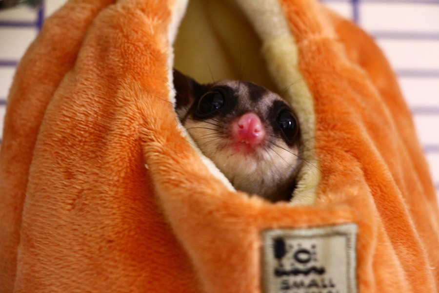 フクモモベビーです⭐️ サムネイル4