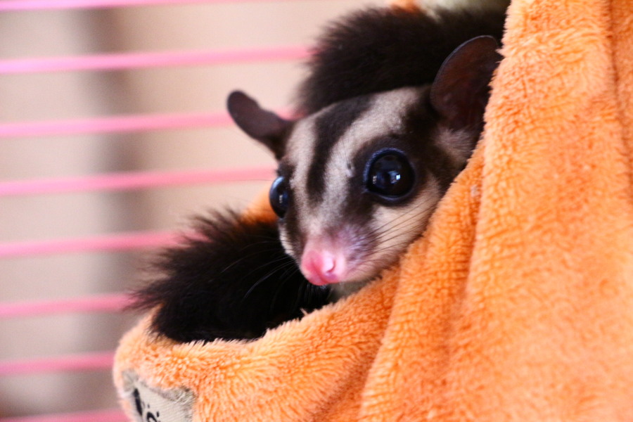 フクモモベビーです⭐️ サムネイル5