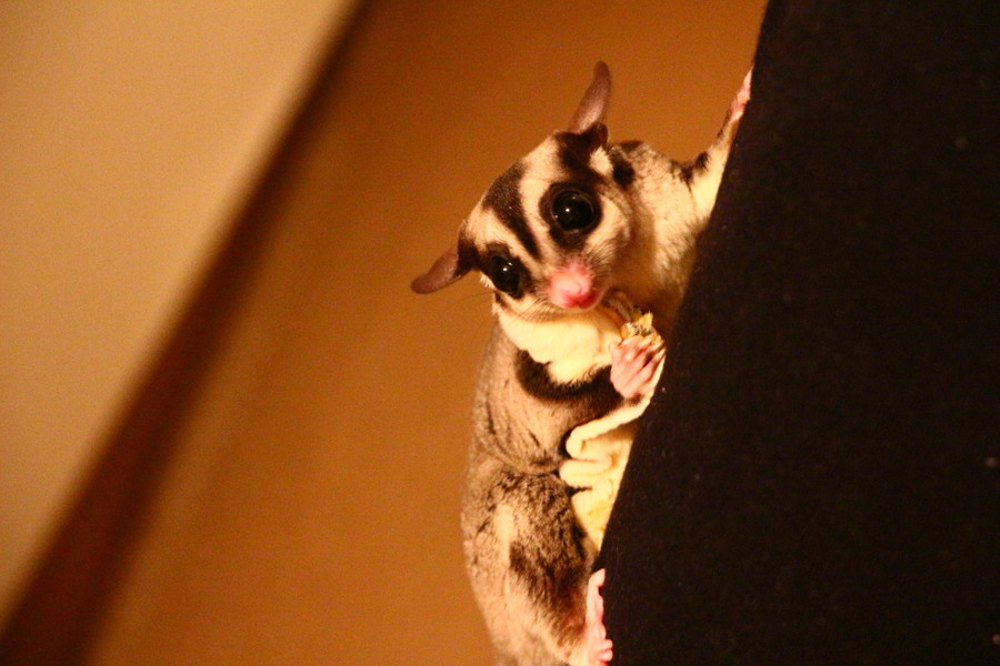 フクモモベビーです⭐️ サムネイル6