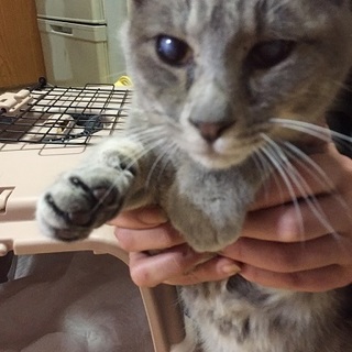 お家に迎えてください